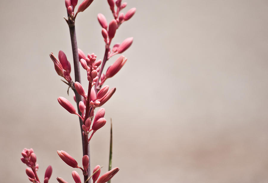 Flowers Still Life Photograph - Red Yucca by Swift Family