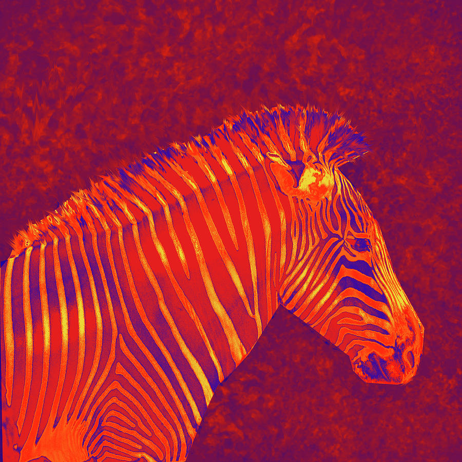 Red Zebra Digital Art by Jane Schnetlage