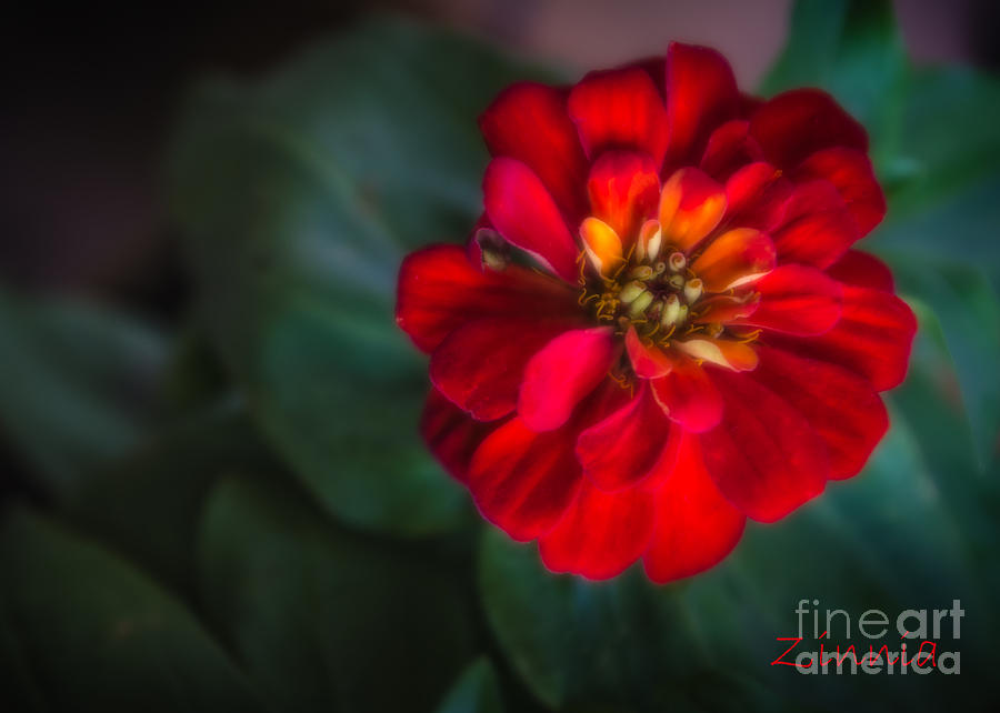 Red Zinnia Photograph by Kathleen K Parker