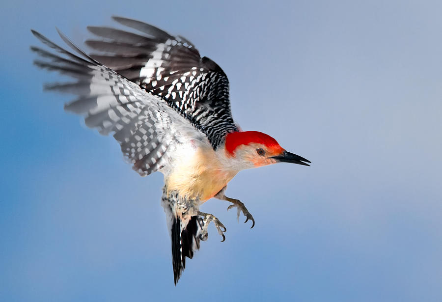 Redbellied Woodpecker Photograph by Bill Wakeley