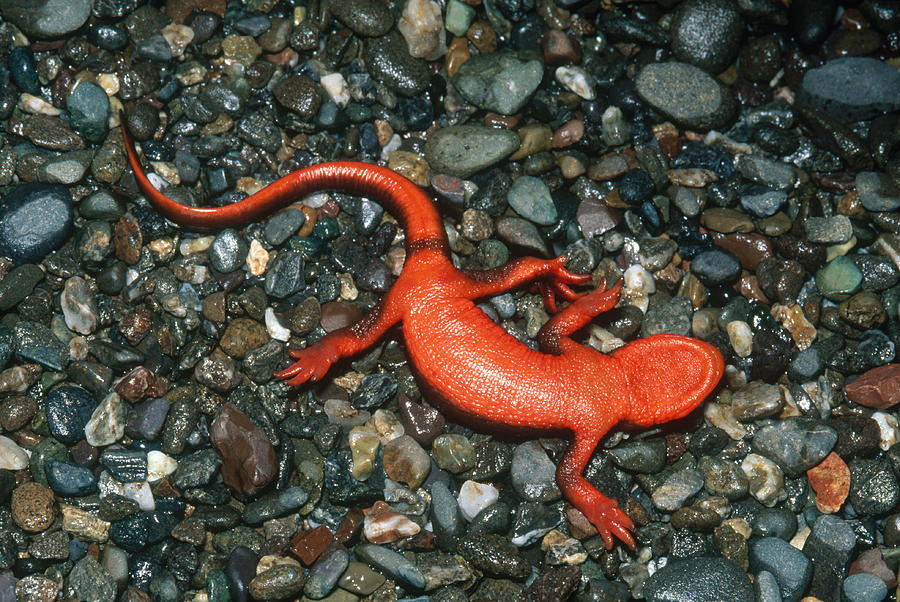 Redbelly Newt Photograph by Karl H. Switak