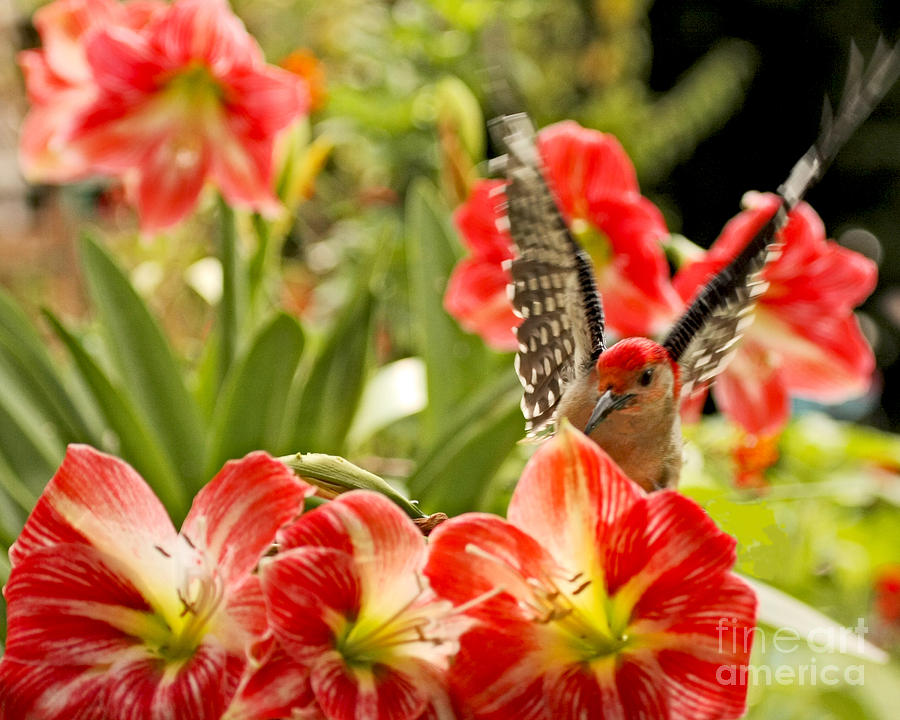 Redbelly Woodpecker Photo in Garden Photograph by Luana K Perez