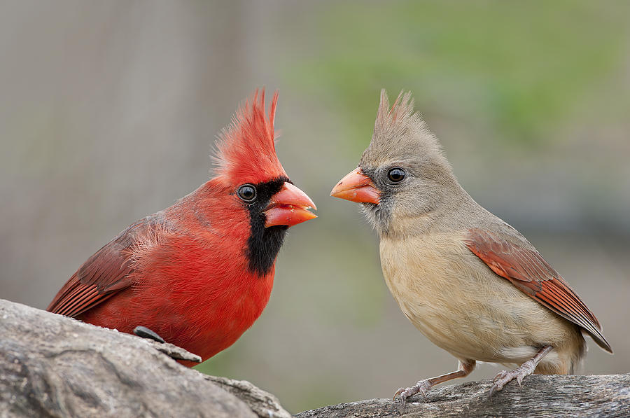 Redbird Encounter Photograph by Bonnie Barry