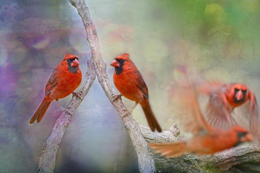 Redbird Fantasy Photograph by Bonnie Barry