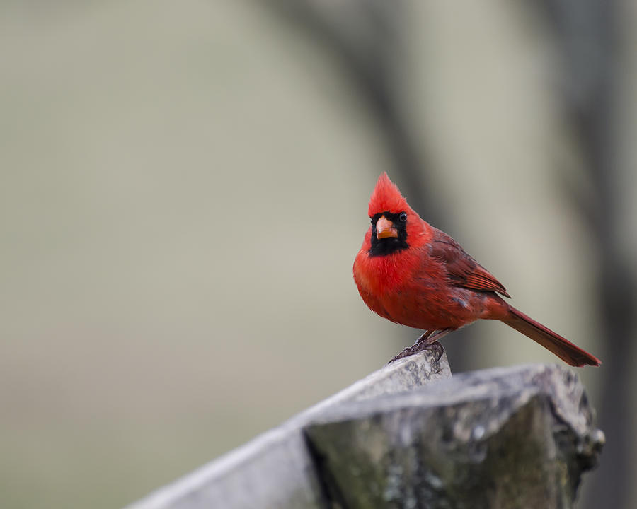 Redbird Photograph by Heather Applegate