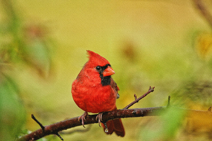 Redbird Photograph by Karol Livote