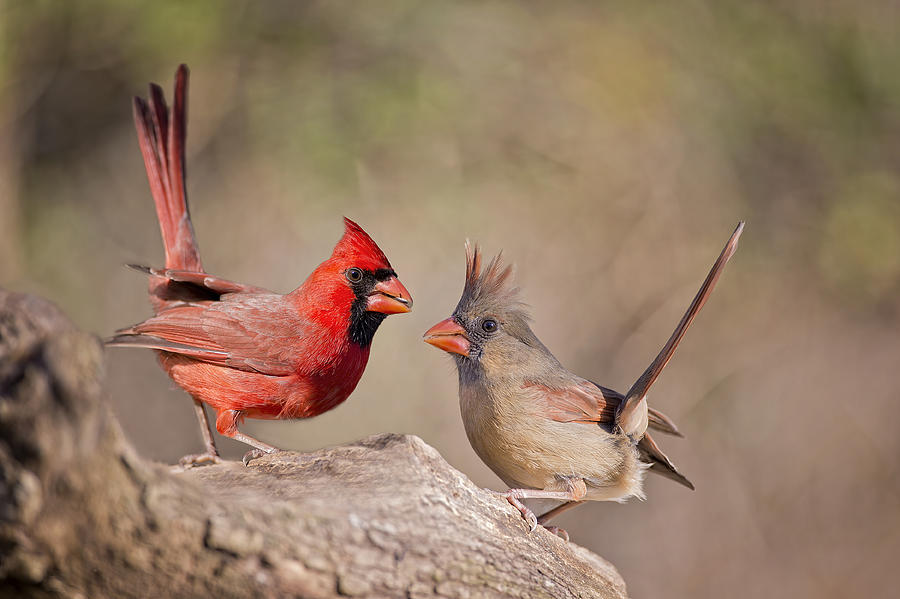 Redbirds  Photograph by Bonnie Barry