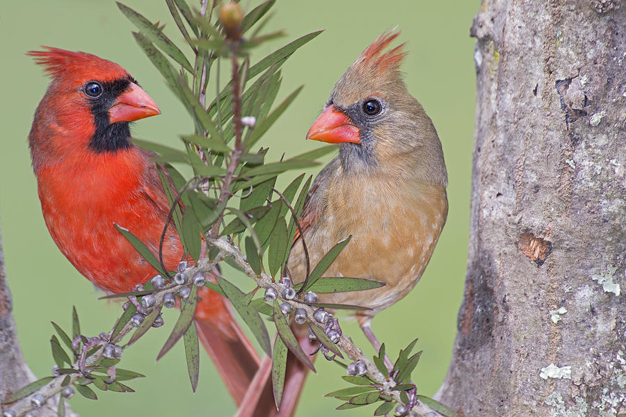 Bird Photograph - Redbirds Face to Face by Bonnie Barry