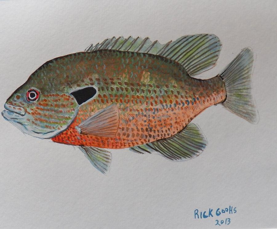 Redbreast Sunfish Painting by Richard Goohs