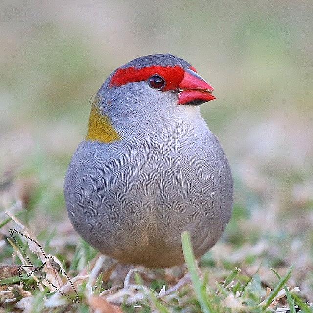Wildlife Photograph - Redbrowed Finch  by Paul Rushworth