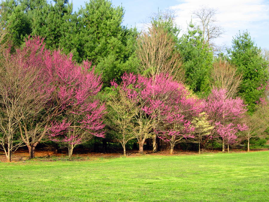 Redbud and Early Dogwood Photograph by Cynthia  Clark
