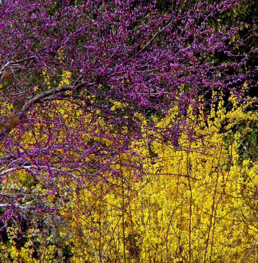 Redbud and Forsythia Mingling Photograph by Rodney Lee Williams