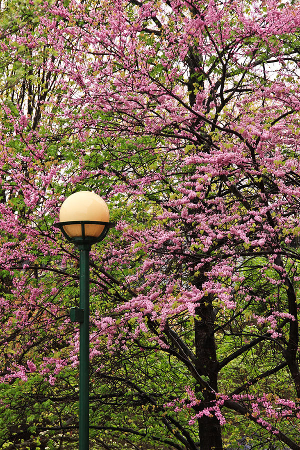 Redbud and Lamp Photograph by Tom and Pat Cory