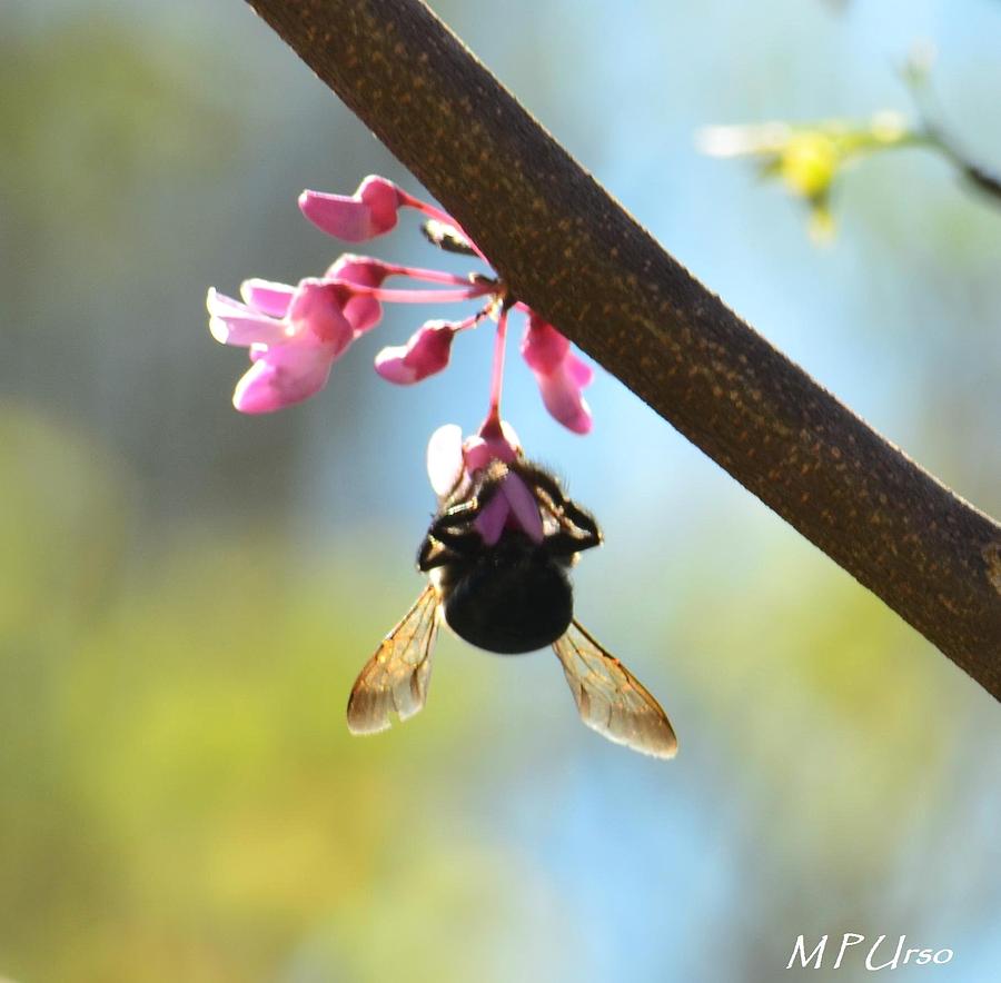 Nature Photograph - Redbud and the Bumble by Maria Urso