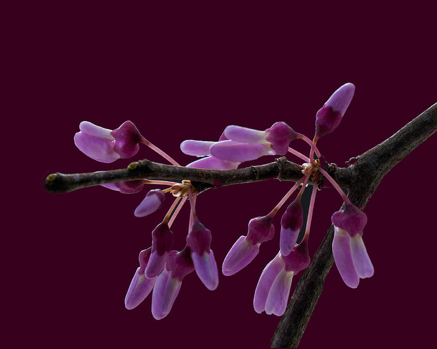 Redbud Blossoms Photograph by Don Wolf