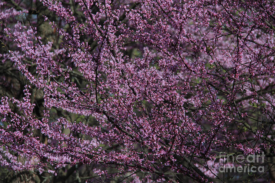 Redbud Blossoms II  Photograph by Anne Nordhaus-Bike