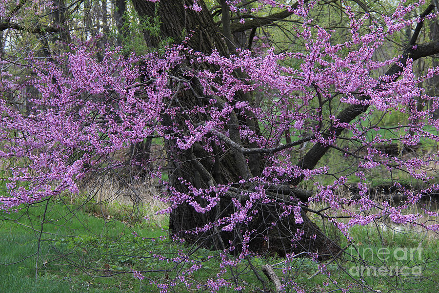 Redbud Blossoms III  Photograph by Anne Nordhaus-Bike