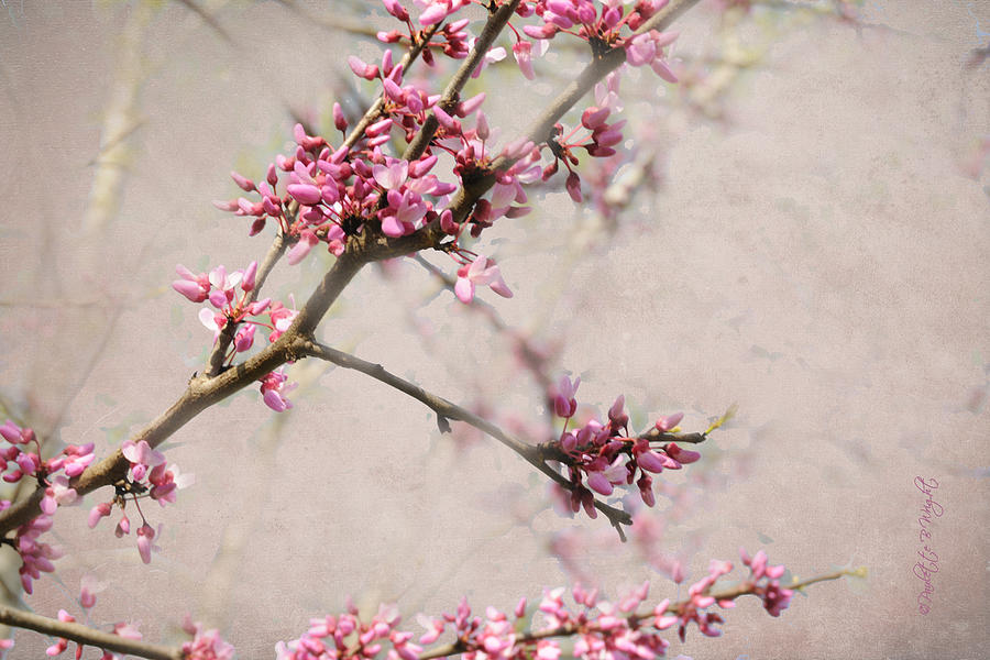 Redbud Blossoms Photograph by Paulette B Wright