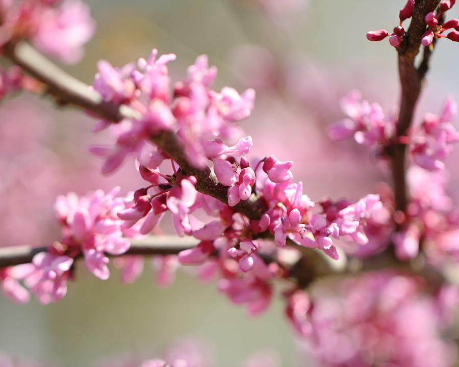 Redbud Blossoms Photograph by Terry Fleckney