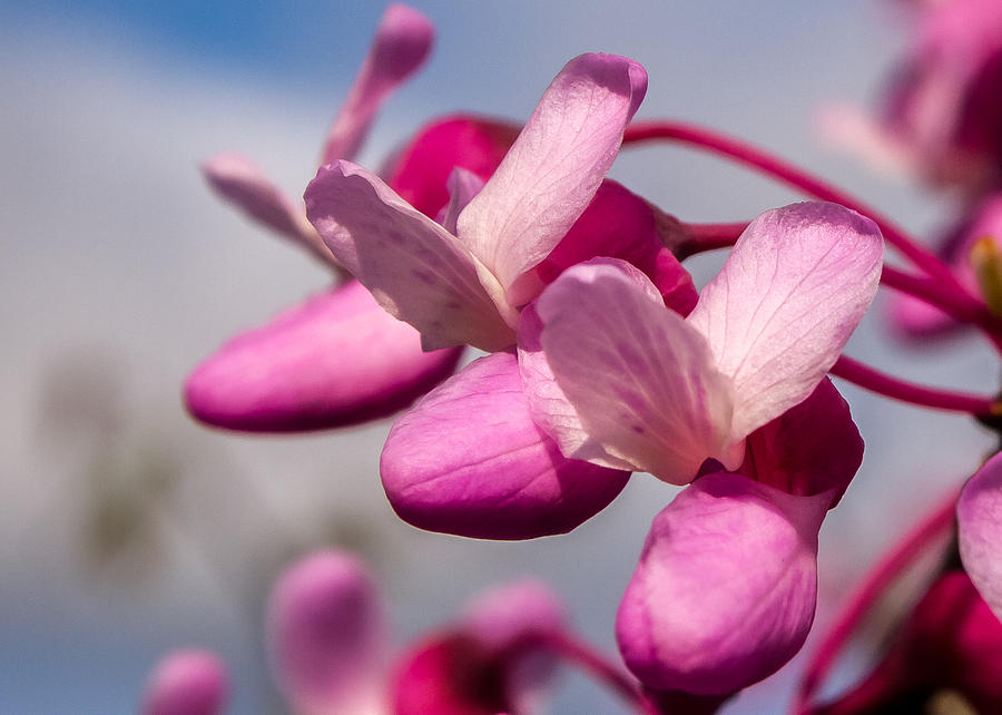 Redbud Photograph - Redbud by Carl Engman Redbud Photograph - Redbud by Carl Engman