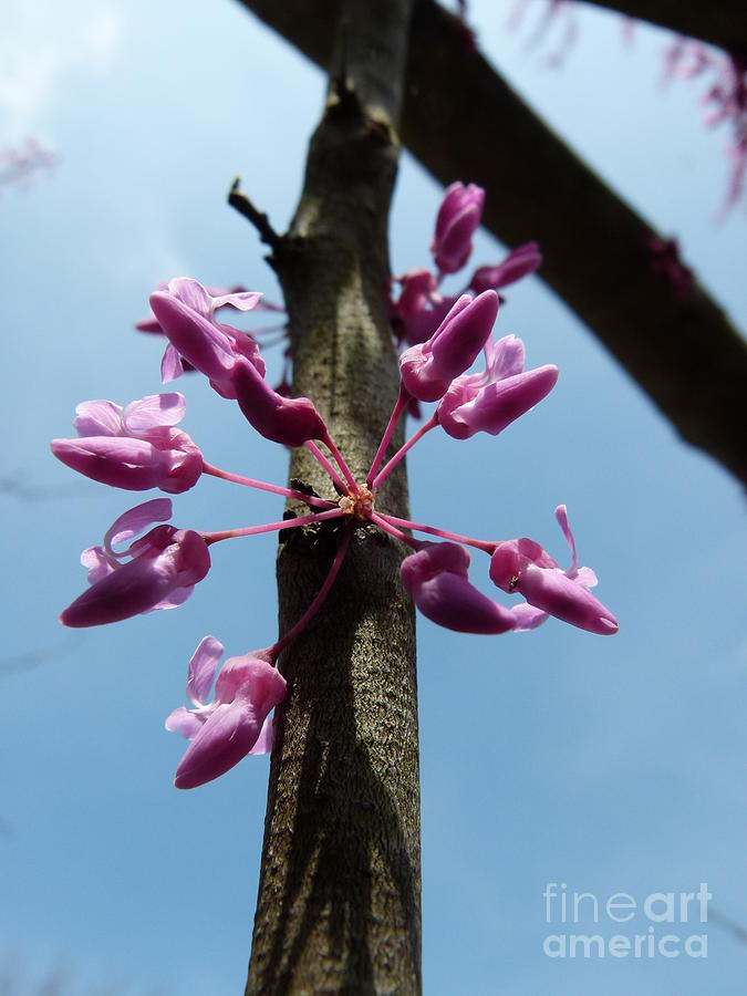 Redbud in bloom Photograph by Jane Ford