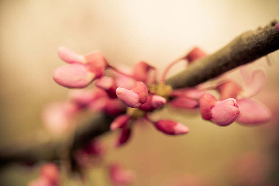 Spring Photograph - Redbud by Shane Holsclaw