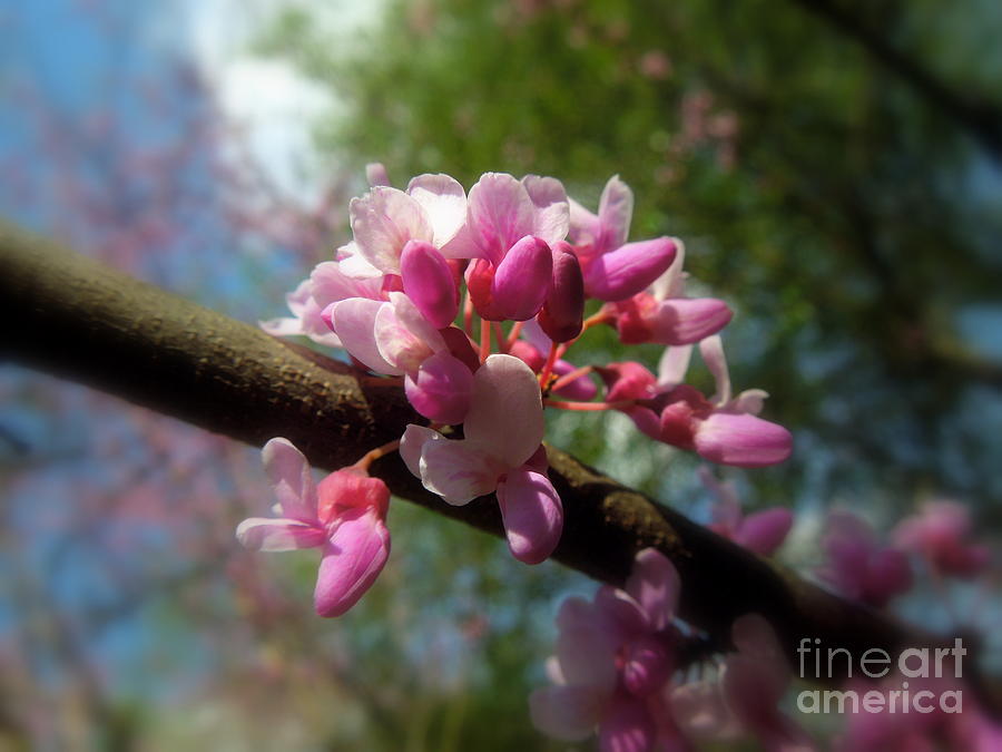 Redbud Tree Flowers Photograph by Renee Trenholm