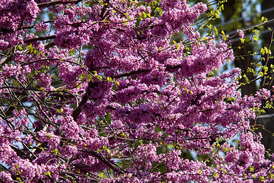 Nature Photograph - Redbud Tree in Blossom by Thomas Firak