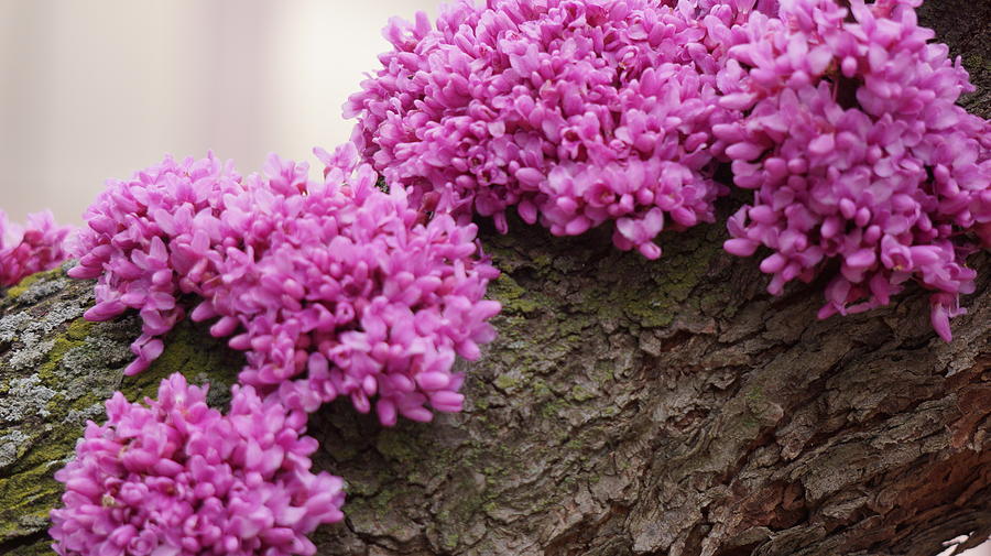 Spring Photograph - Redbud Tree by Judith Butler