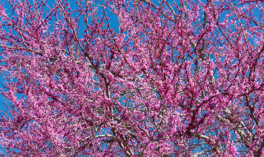 Redbud Tree with Dense Blossoms Photograph by Steven Schwartzman