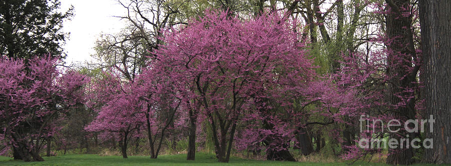 Redbud Trees Landscape Photograph by Anne Nordhaus-Bike
