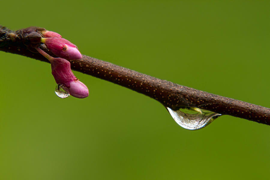 Spring Photograph - Redbud Twig and Water Droplets by Lindley Johnson