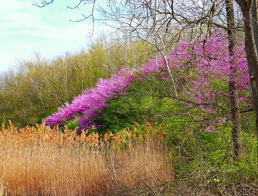 Redbuds in Bloom Photograph by Virginia Folkman