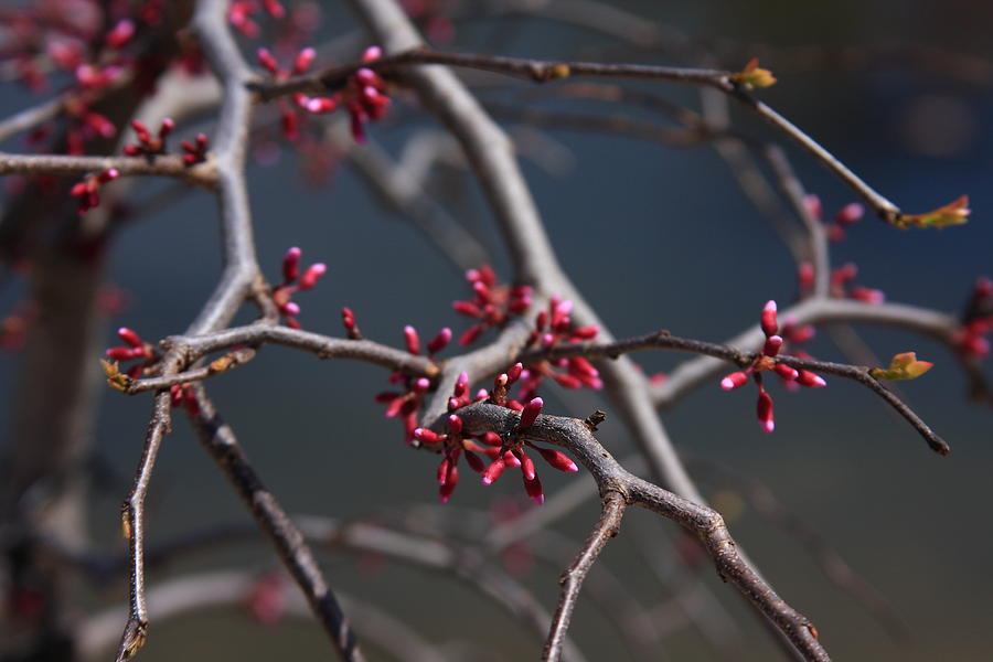 Redbuds Ready to Pop Photograph by Lyle Hatch
