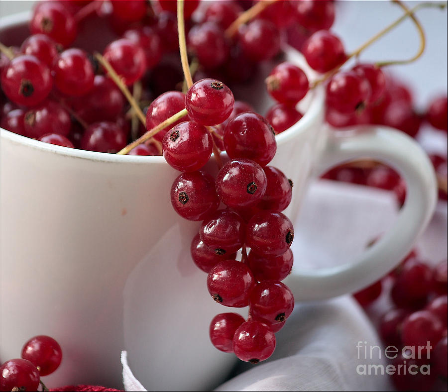 Fruit Photograph - Redcurrant Close Up by Luv Photography