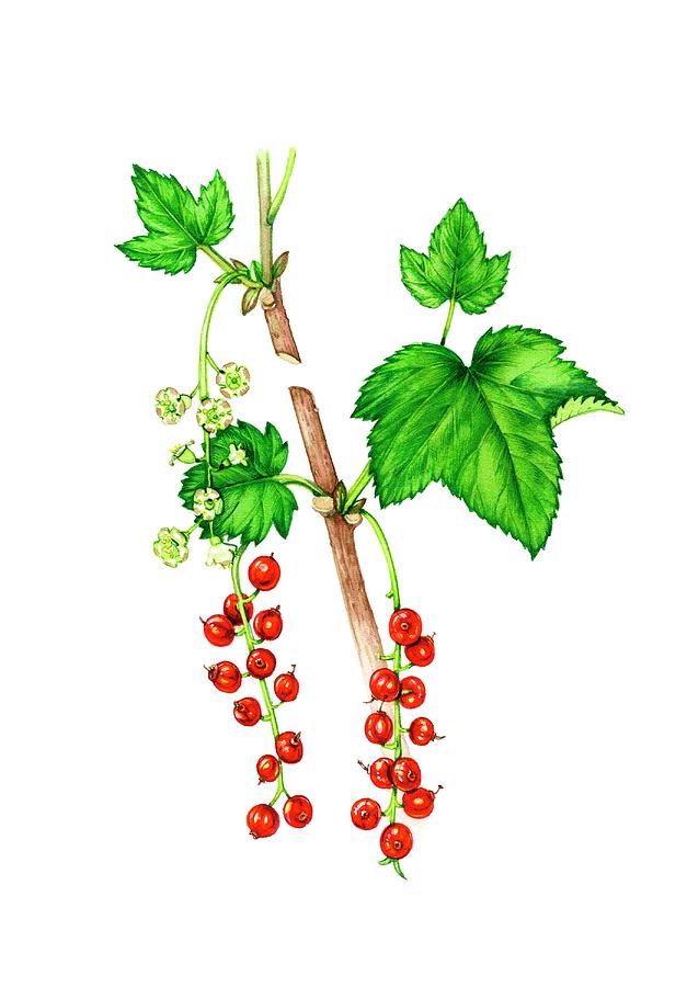 Redcurrant (ribes Rubrum) Flowers And Fruit Photograph by Lizzie Harper/science Photo Library