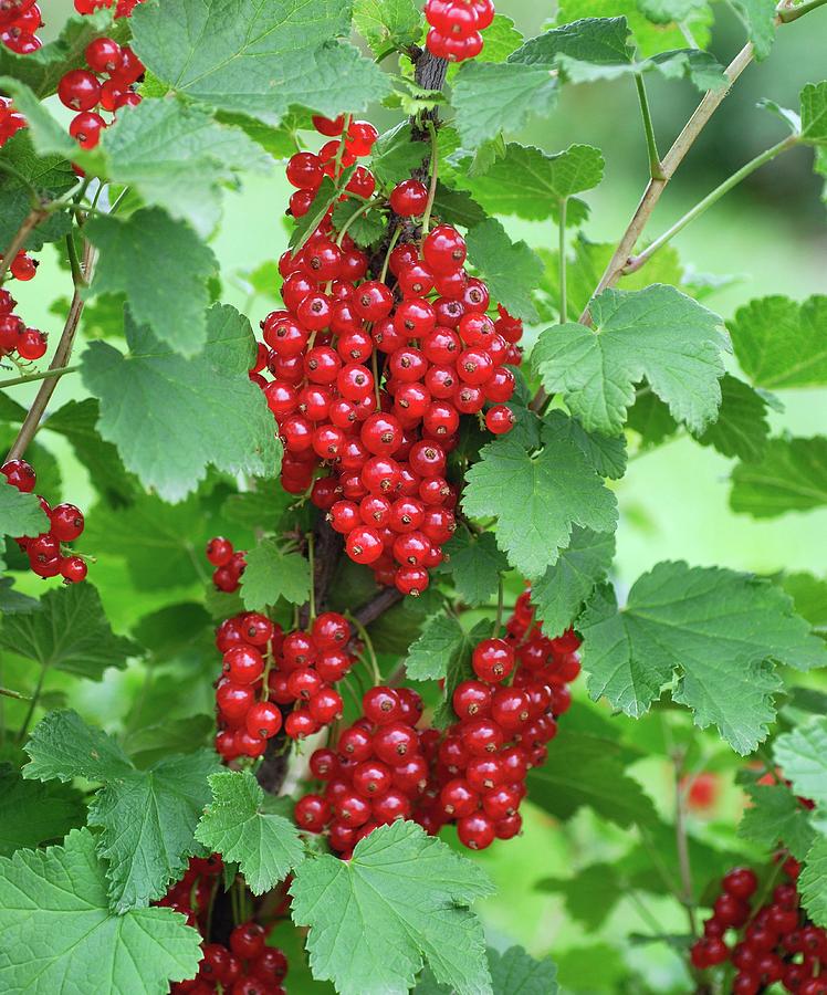 redcurrant cushions