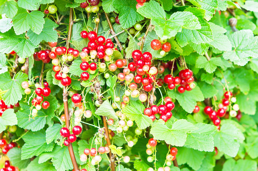 Nature Photograph - Redcurrants by Tom Gowanlock