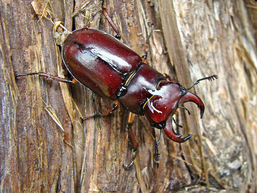 Reddish-brown Stag Beetle - Lucanus capreolus Photograph by Carol Senske