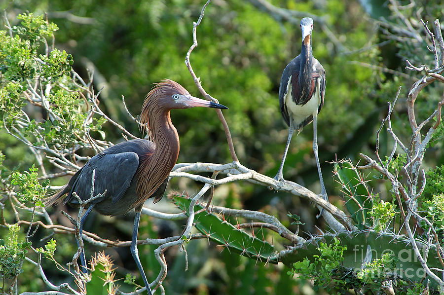 Reddish Egret And Tricolored Heron Photograph by Gregory G. Dimijian