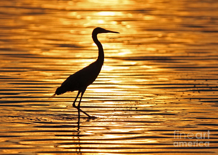 Sunset Photograph - Reddish Egret at Sunset by Jennifer Zelik