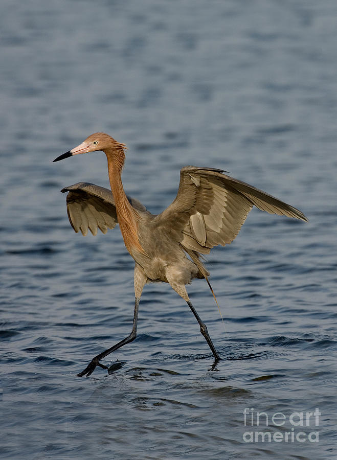 Reddish Egret Doing Fishing Dance Photograph By Anthony Mercieca - Fine 