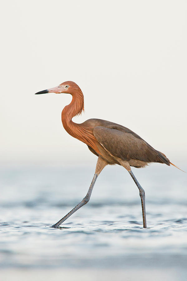 Reddish Egret (egretta Rufescens Photograph by Larry Ditto - Fine Art ...