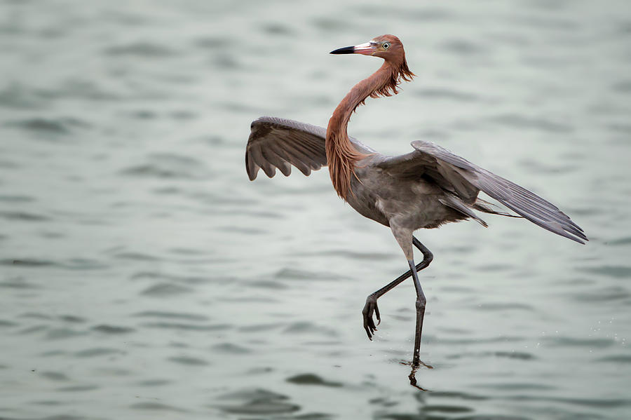 Reddish Egret Fish Dancing Photograph by Photo By Patricia Ware