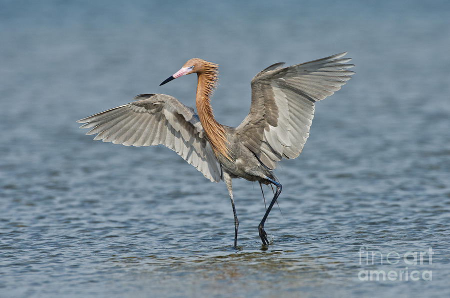 Reddish Egret Fishing Photograph by Anthony Mercieca