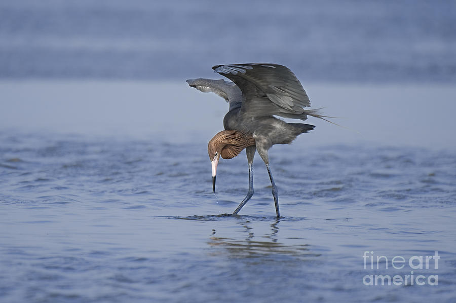 Reddish Egret Fishing Texas Photograph by Dave Welling