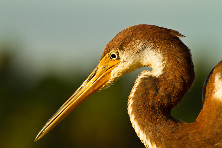 Reddish Egret in Shark Valley Florida Photograph by Andres Leon
