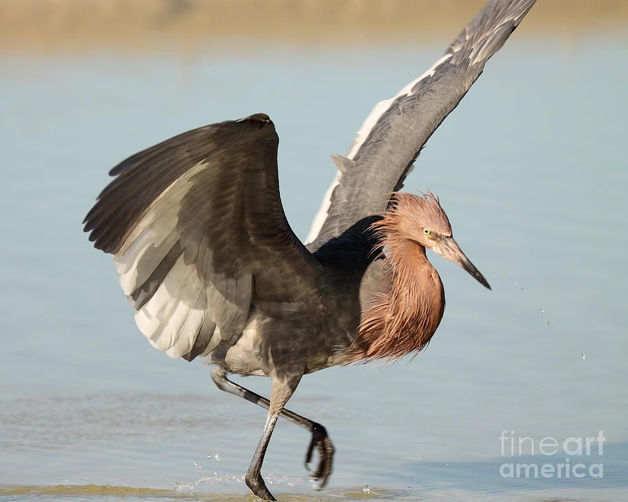Reddish Egret Spreading Wings To Strike Photograph by Max Allen