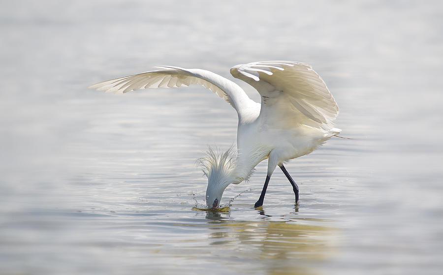Reddish Egret White Morph fishing. by Evelyn Garcia Reddish Egret White Morph fishing. by Evelyn Garcia