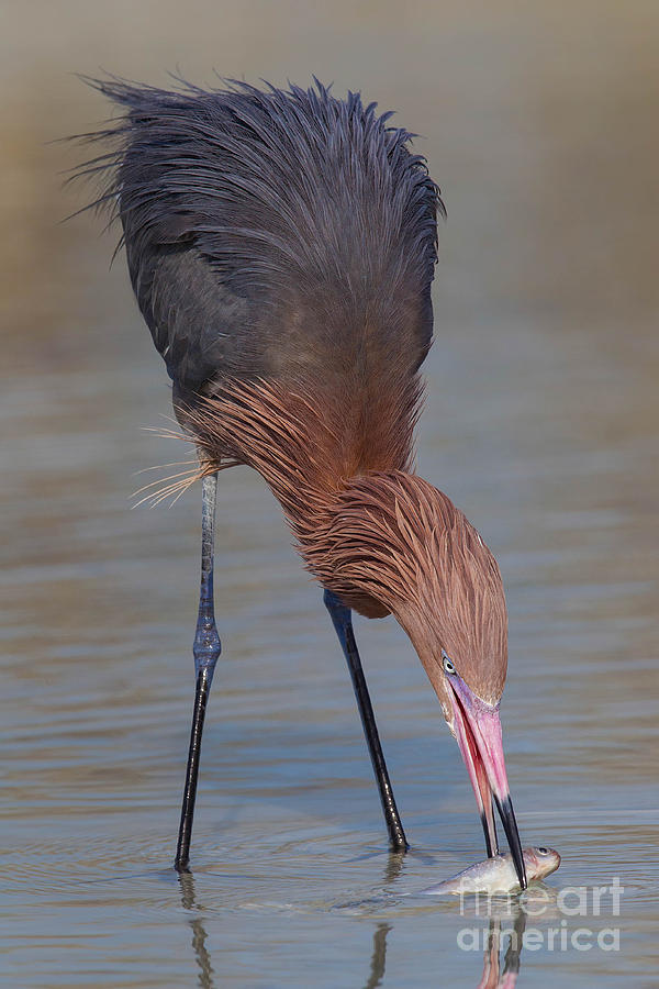 Reddish Egret with fish Photograph by Jerry Fornarotto